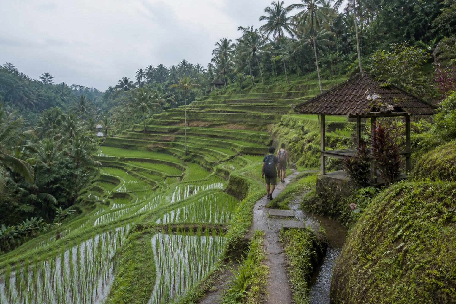 Sendero entre arrozales de Bali después de la lluvia con dos viajeros al fondo